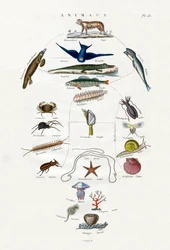 Evolution, 1833-39